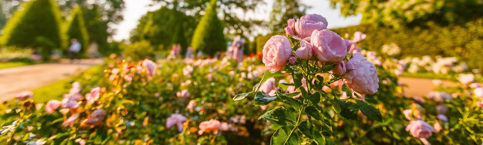 Rosa Rosensträucher im Vordergrund des Weges